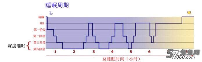 兔兔网,午睡,健康,周期